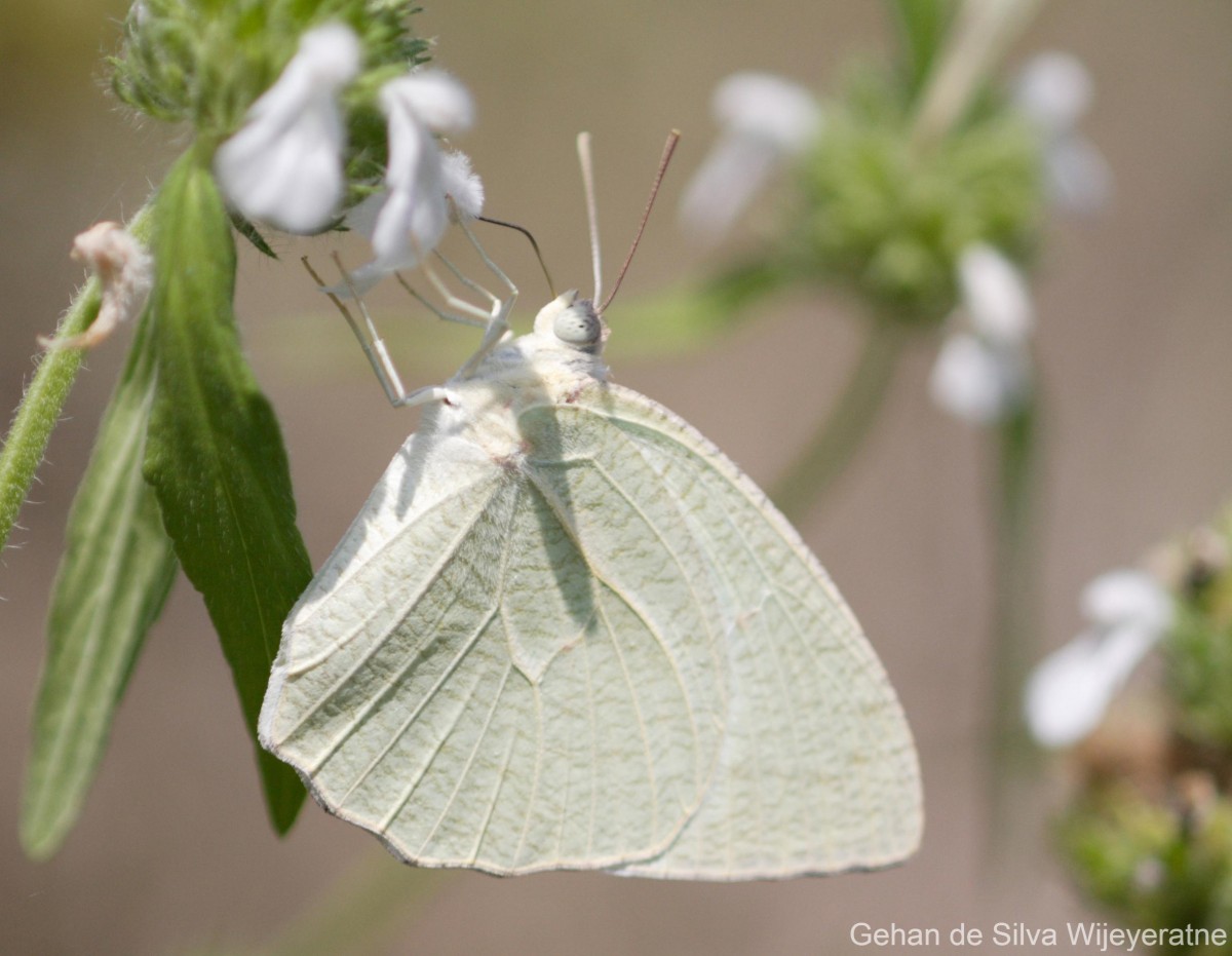 Catopsilia pyranthe Linnaeus, 1758